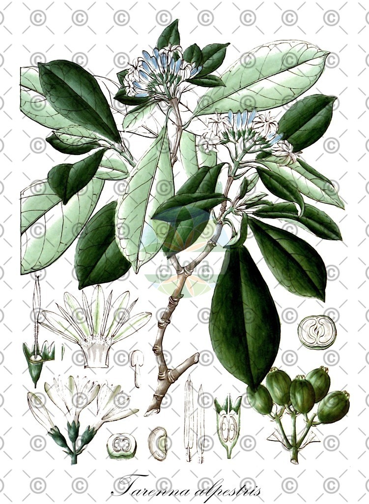 HistAbb_wfo-0000051462_1_ENZY_Simple | Historische Abbildung von Tarenna alpestris - Rubiaceae | Historical Illustration of Tarenna alpestris - Rubiaceae