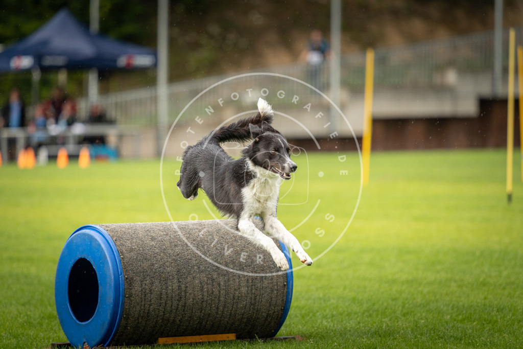 Pfotenfotografie_DV3A4971 | Hundefotografie, Tierfotograf, Pfotenfotografie, Fotoshooting Hund, Hunde Portrait, Hundesport, Hundeportraits, Heideshooting, Hunde, Sportfotograf, Hundefotograf, Turnierhundsport, THS,  - Realisiert mit Pictrs.com