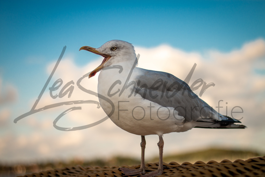 Meer 5 | Möwe in Eckernförde. - Realisiert mit Pictrs.com