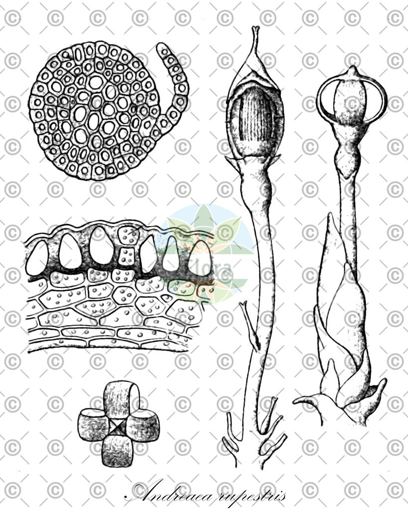 HistAbb_wfo-0001148618_1_ENZY_Simple | Historische Abbildung von Andreaea rupestris - Andreaeaceae | Historical Illustration of Andreaea rupestris - Andreaeaceae