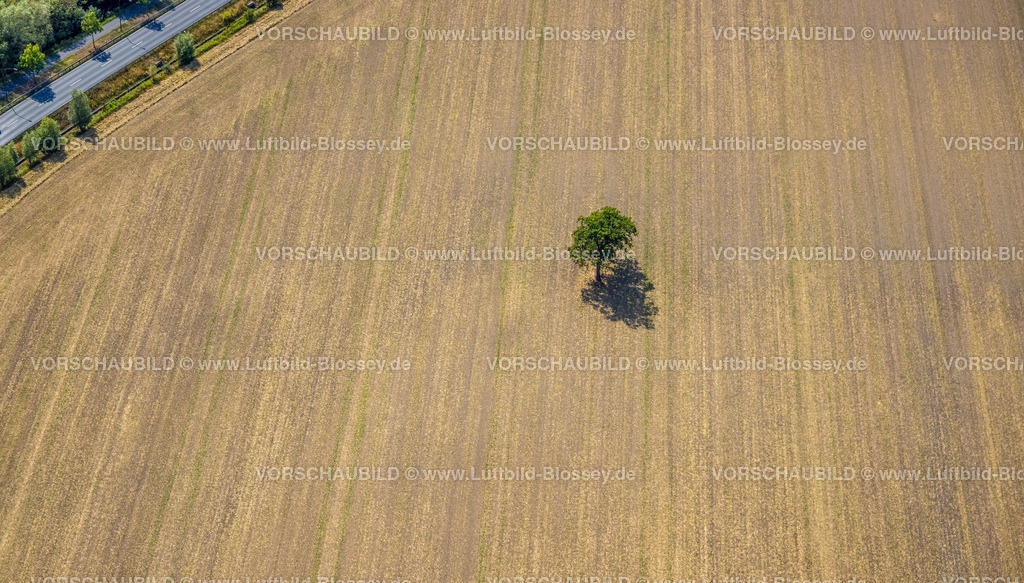 Hamm220809605Heessen | Luftbild, Baum auf einem Feld, Warendorfer Straße, Heessen, Hamm, Ruhrgebiet, Nordrhein-Westfalen, Deutschland