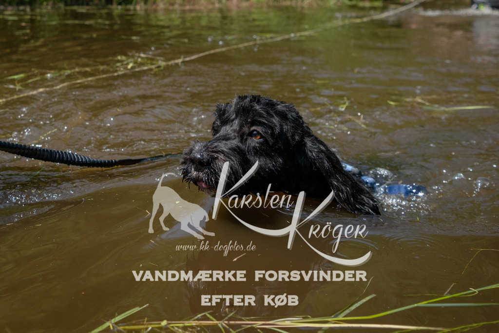 1309DKK993421 | kk-dogfotos