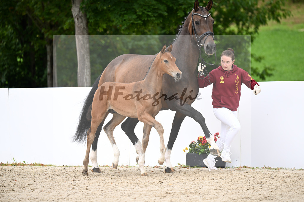 Bon Bolero x Fiderbach_HF_Pfitzer_23250672 | hf-fotografie - Realizzato con Pictrs.com