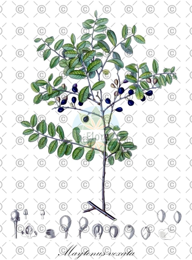 HistAbb_wfo-0000451355_1_ENZY_Simple | Historische Abbildung von Maytenus vexata - Celastraceae | Historical Illustration of Maytenus vexata - Celastraceae