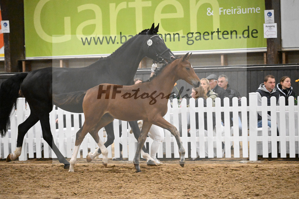 Fohlenauktion Next Chance_49220777 | hf-fotografie - Realisiert mit Pictrs.com