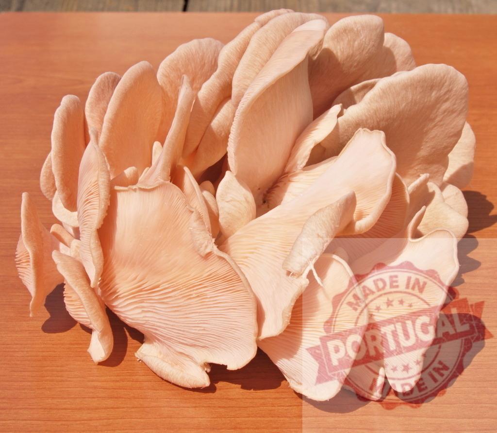 Pink oyster mushroom cluster on wooden surface | Pink oyster mushroom cluster resting on a wooden surface, ready for culinary use - Realized with Pictrs.com