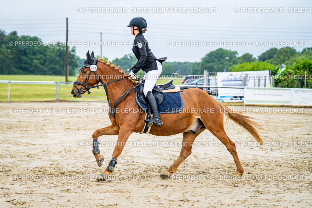 DSC02674 | Pferdegrafie