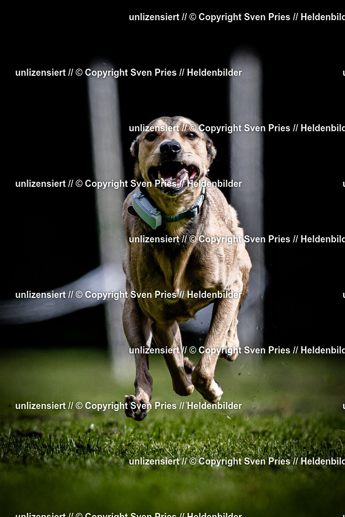 Sven Pries | 2025-10-03 - Hunderennen Obergrombach - Realisiert mit Pictrs.com