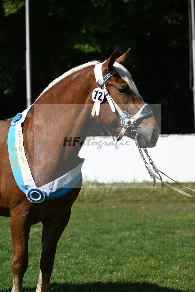 Kat-Nr. 72 Elite S v. Vegas_Schelle_18251708 | hf-fotografie - Realizzato con Pictrs.com