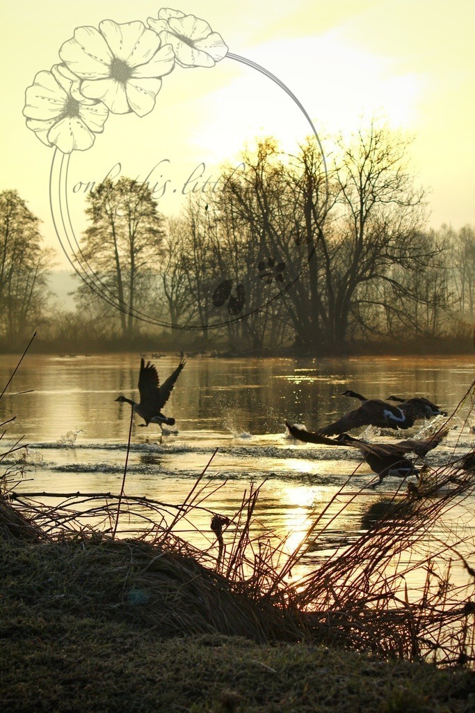 Kanadagänse im Anflug 001 | only.this.little.world - Realisiert mit Pictrs.com