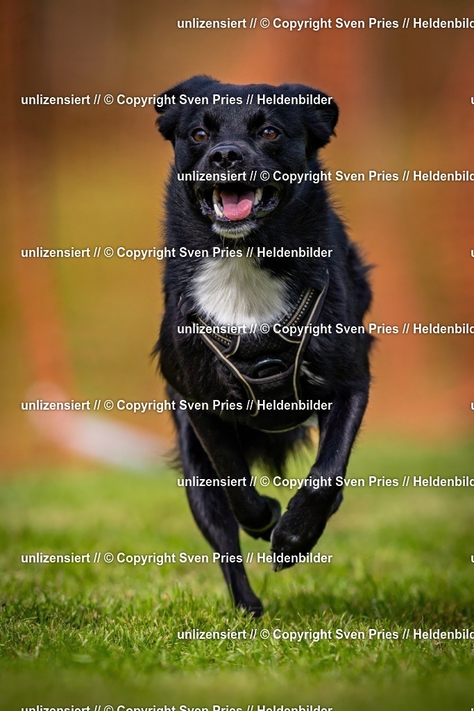 Sven Pries | 2024-09-22 - Hunderennen Baden-BadenPudelverein - Realisiert mit Pictrs.com