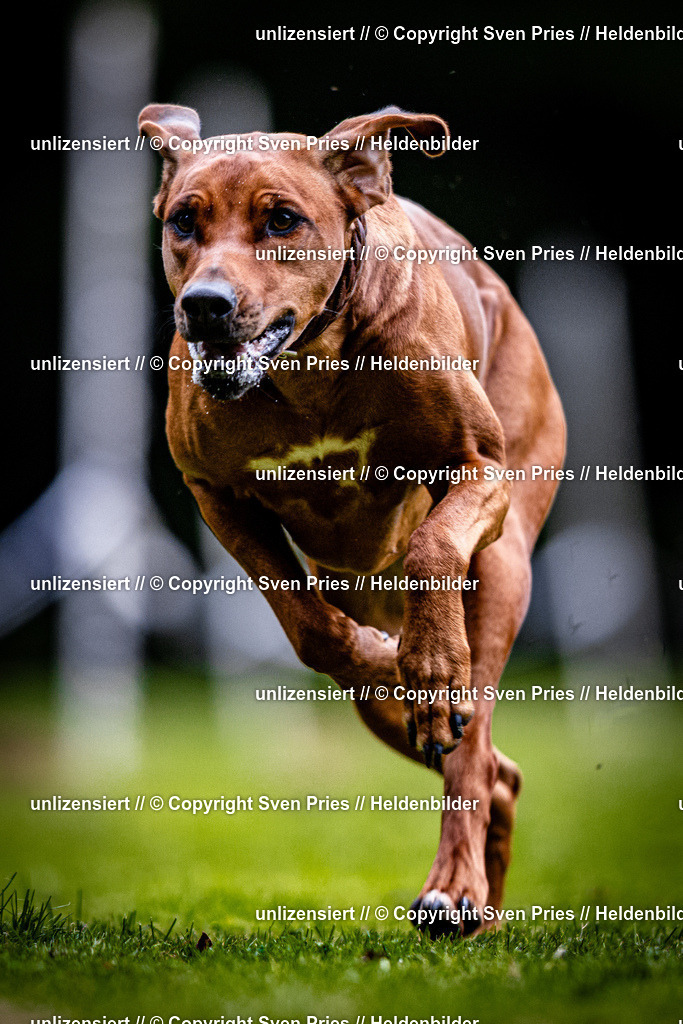 Sven Pries | 2025-10-03 - Hunderennen Obergrombach - Realisiert mit Pictrs.com