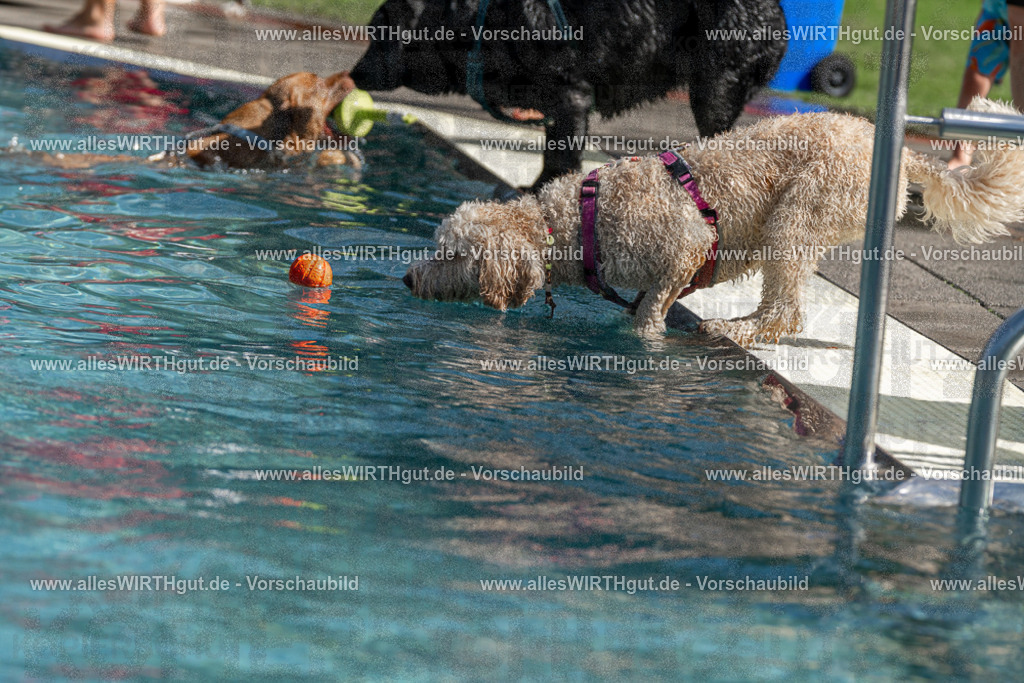 Hundeschwimmen_Volksbad_2026-allesWIRTHgut_Tierfotografie-2609061216-FAY06424 | Professionelle Tierfotografie in Mönchengladbach von Daniel Wirth (allesWIRTHgut). Liebevolle & natürliche Bilder von Hunden & Katzen für unvergessliche Erinnerungen.