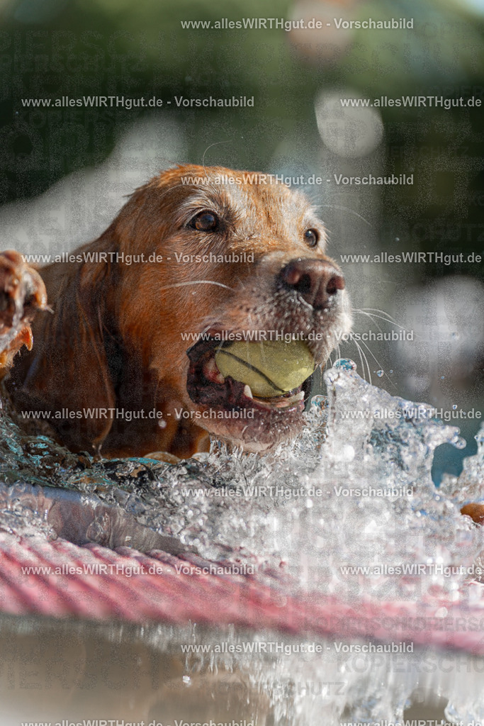 Hundeschwimmen_Volksbad_2026-allesWIRTHgut_Tierfotografie-2609061101-101157-7R509341 | Professionelle Tierfotografie in Mönchengladbach von Daniel Wirth (allesWIRTHgut). Liebevolle & natürliche Bilder von Hunden & Katzen für unvergessliche Erinnerungen.