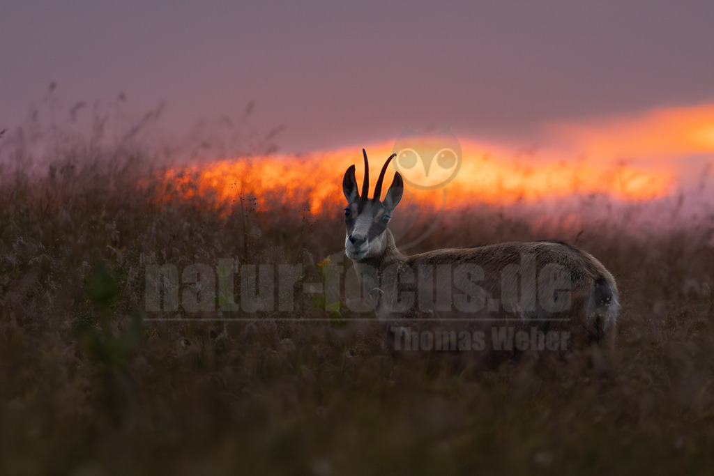 R6NF1148_20250705 | Eine Gämse (Rupicapra rupicapra) mit ihren charakteristischen kleinen, nach hinten gebogenen Hörnern blickt direkt in die Kamera. Sie steht in einem Feld aus hohem, trockenem Gras, das im Vordergrund dunkel erscheint. Im Hintergrund erstreckt sich ein dramatischer Sonnenuntergangshimmel mit leuchtenden Orange- und Violetttönen, der einen starken Kontrast zur dunklen Silhouette des Tieres und des Grases bildet. - Realisiert mit Pictrs.com