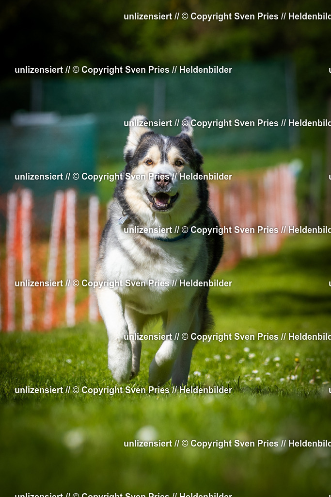 Hunderennen_April_2026_795 | 2026-04-26 - Hunderennen Baden-Oos April 2026 - Realisiert mit Pictrs.com
