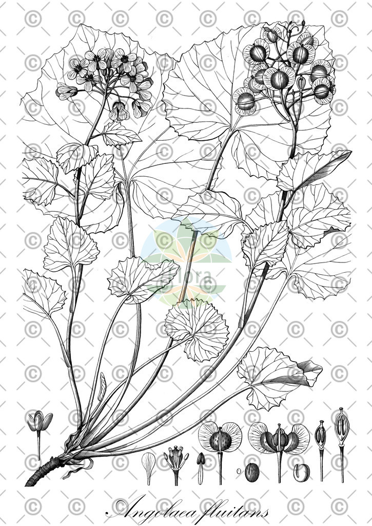 HistAbb_wfo-0000536542_100_ENZY_Simple | Historische Abbildung von Angolaea fluitans - Podostemaceae | Historical Illustration of Angolaea fluitans - Podostemaceae