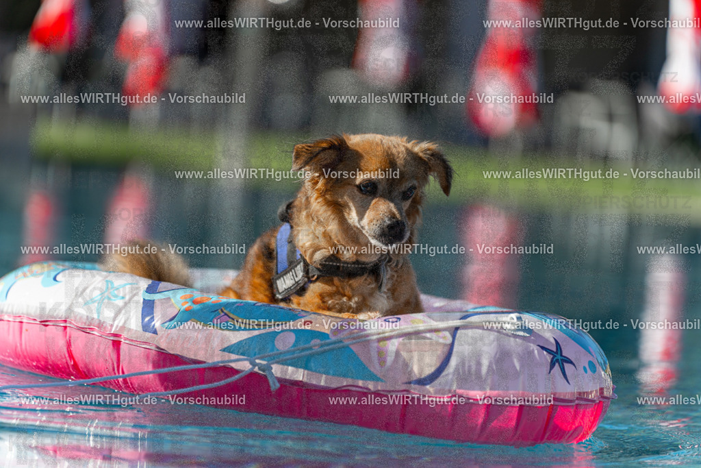 Hundeschwimmen_Volksbad_2026-allesWIRTHgut_Tierfotografie-2609061046-095644-7R509167 | Professionelle Tierfotografie in Mönchengladbach von Daniel Wirth (allesWIRTHgut). Liebevolle & natürliche Bilder von Hunden & Katzen für unvergessliche Erinnerungen.