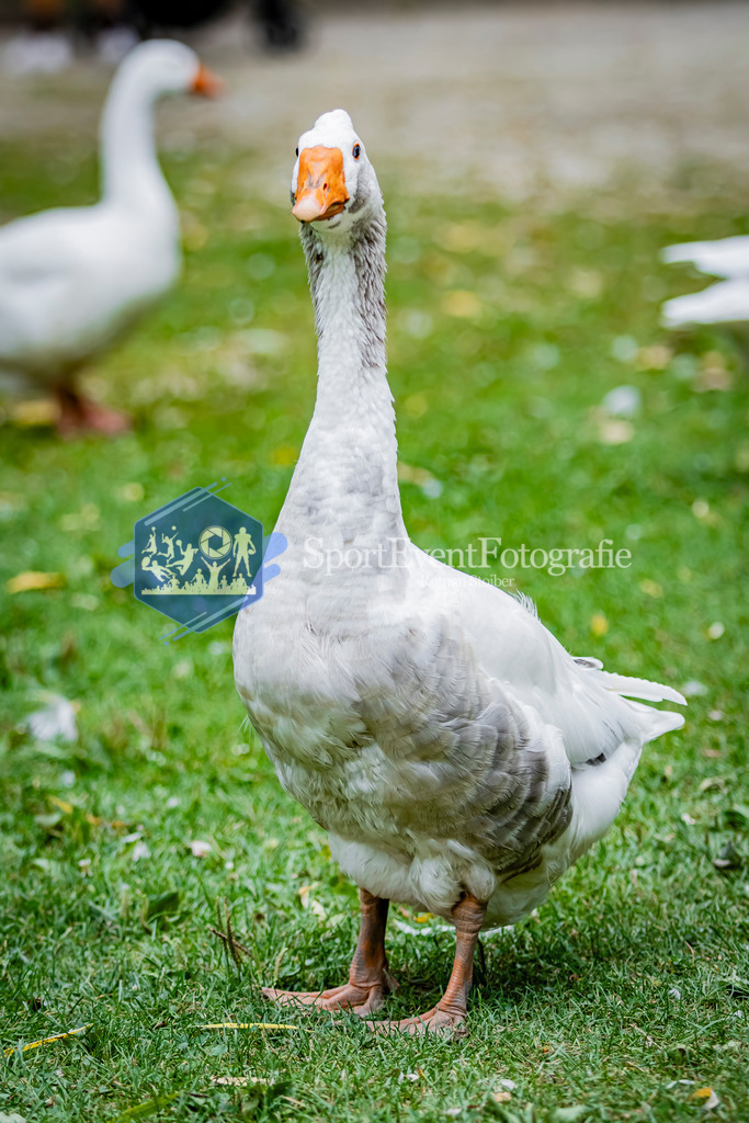 IMG_2760 | SportEventFotografie - Roman Stoiber