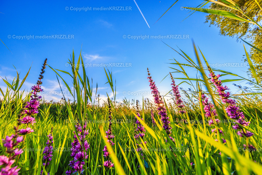 _J3A8427 | medienkrizzler - Realisiert mit Pictrs.com