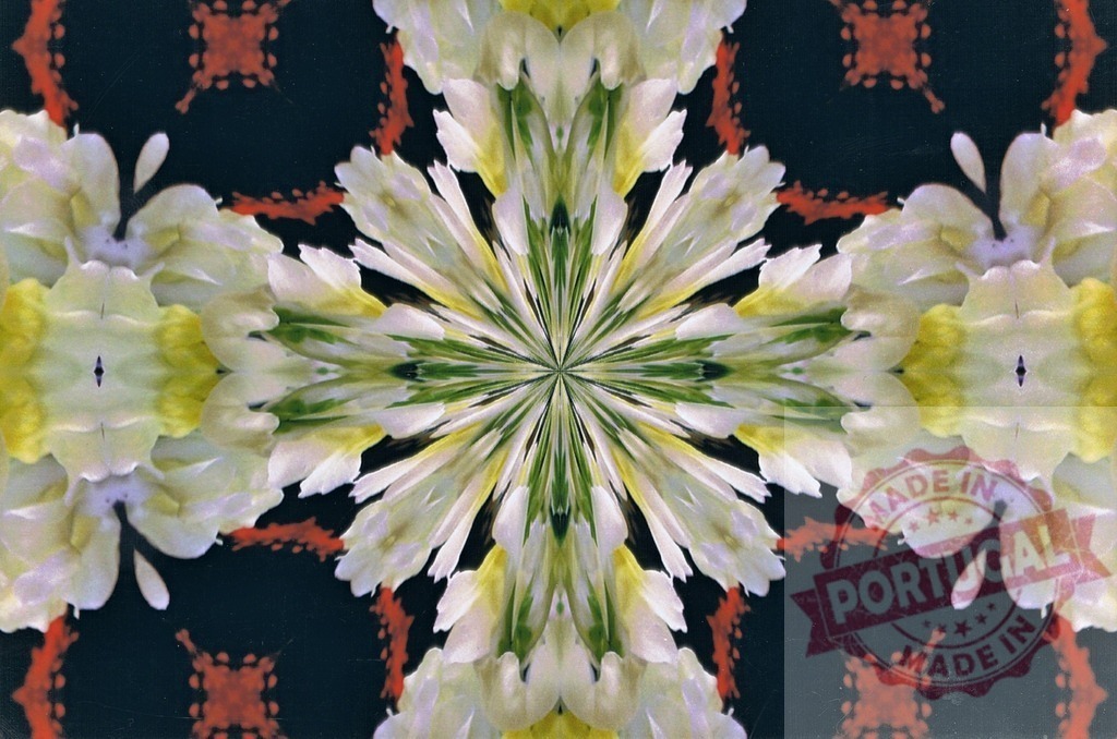 White and yellow flower kaleidoscope creating symmetrical pattern on black background | Kaleidoscope pattern created with white and yellow flowers and red and black color, forming a beautiful symmetrical design - Realized with Pictrs.com