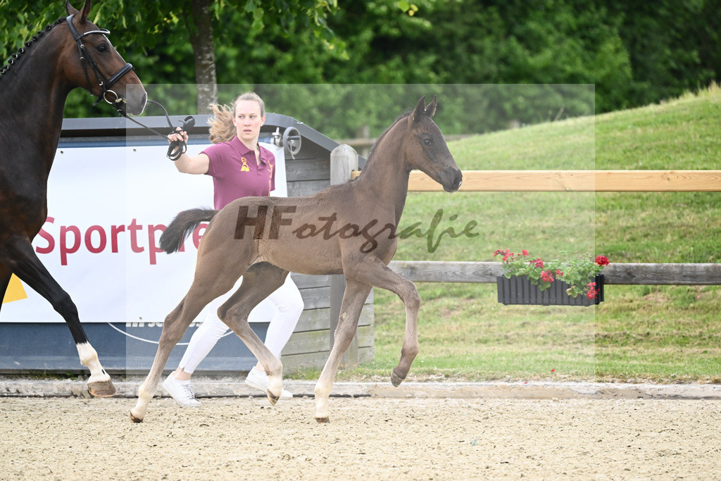 Kat-Nr. 9 HF Fair Game_Sanladerer_17230043 | hf-fotografie - Realizzato con Pictrs.com