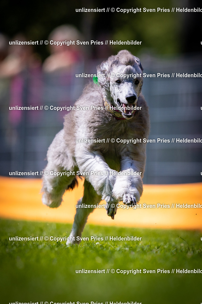 Sven Pries | 2025-08-10 - Hunderennen Durlach - Realisiert mit Pictrs.com