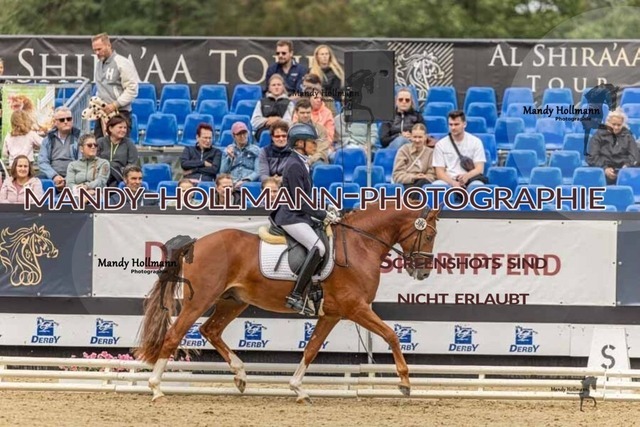 30-8-26 4j Hengste-307 | mandyhollmannphotographie