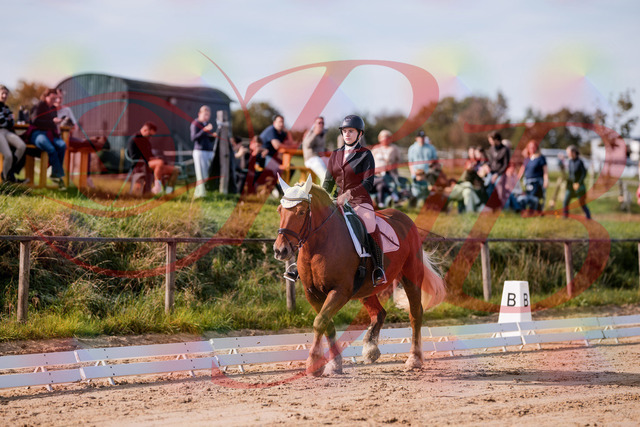 2026_10_03_Siefer-Hof_114016_Z81_82590401 | Professionelle Reitsport-, Turnier- und Eventfotografie von Robert Broda. Galerien mit ausgewählten und bearbeiteten Bildern direkt online ansehen und bestellen.