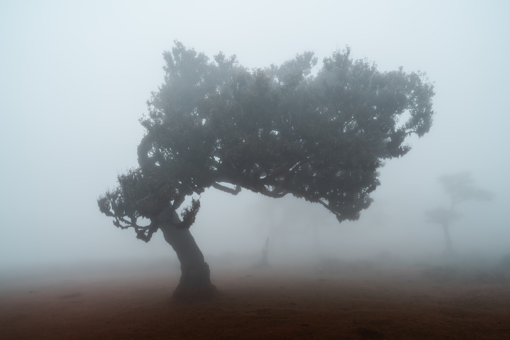 Fanal Forest | Heiko Oßwald - Realisiert mit Pictrs.com