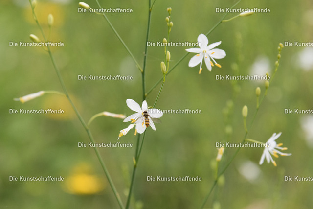 Manuela Strombach-Gauss-0306 | Kunstdruck-Postkarten von, analog und digital, handgemalten Postkarten und Bildern.
Außerdem Fotoprodukte in verschiedenen Ausführungen.
 - Realisiert mit Pictrs.com