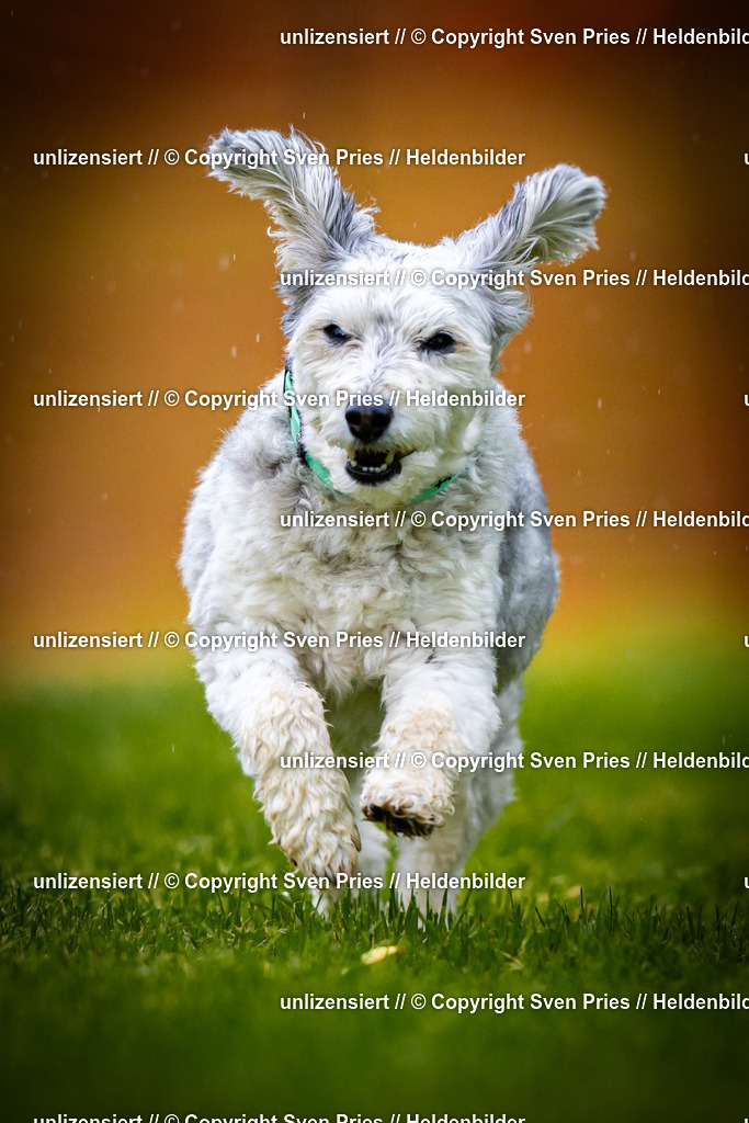 Sven Pries | 2025-09-21 - Hunderennen Baden-Oos - Realisiert mit Pictrs.com