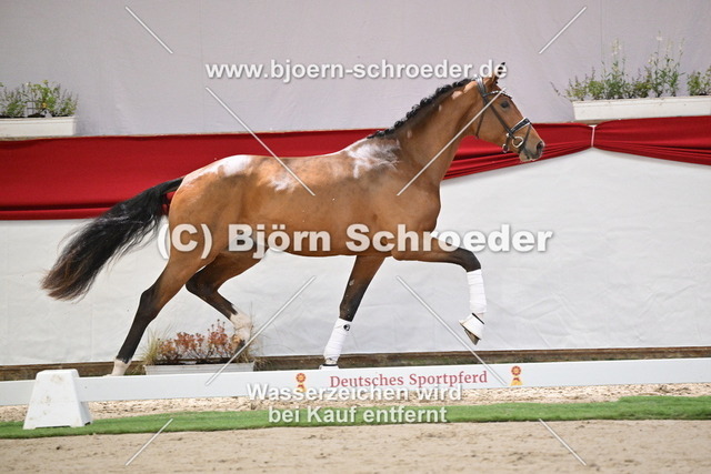 098_Expectation PS - Hennessy_960_8053 | Björn Schroeder Pferdefotografie