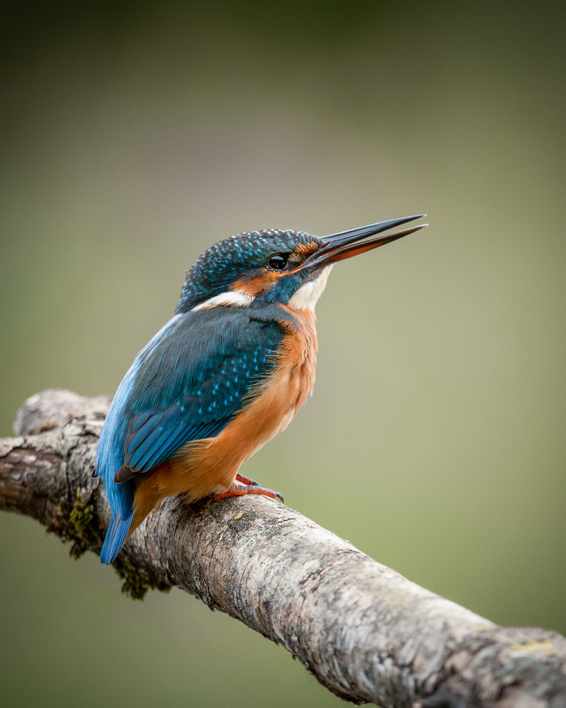 DSC_7019-Bearbeitet-Bearbeitet | Ich bin Fotograf aus Neuburg an der Donau und spezialisiere mich auf Wildlife-Fotografie, Landschaftsaufnahmen und Portraits.Ob Hochzeit, Familienbilder oder Naturaufnahmen – ich fange echte Momente ein, die bleiben. 