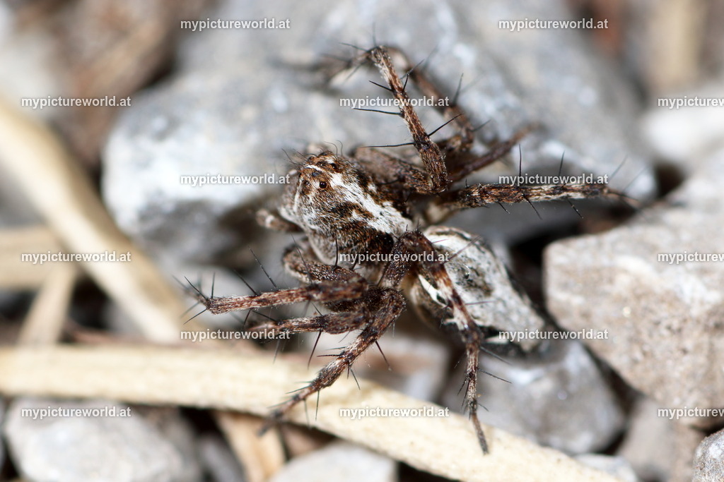 Oxyopes ramosus-005 | Das Bilderarchiv über Tiere, Planzen und Landschaften. In der Bilddatenbank finden Sie ein große Auswahl an hochwertigen Bilder für Ihre Werbung - Realisiert mit Pictrs.com