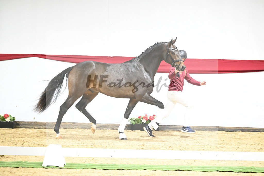 Kat-Nr. 5 v. Viva Gold_Blue Hors_63220111 | hf-fotografie - Realizzato con Pictrs.com