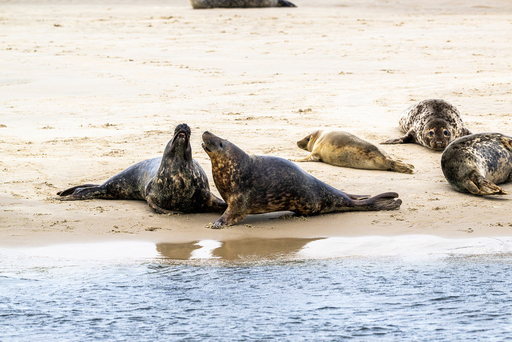 Kommunikation unter Kegelrobben auf Texel: Dynamische Szene an der Sandbank im Wattenmeer | Zwei ausgewachsene Kegelrobben richten sich am feinsandigen Spülsaum einer Sandbank vor der Insel Texel auf und kommunizieren lautstark miteinander. Weitere Robben und ein Jungtier liegen ruhend auf dem Sandstrand im Nationalpark Wattenmeer. Das ausdrucksstarke Naturmotiv dokumentiert das dynamische Sozial- und Revierverhalten der Meeressäuger. Ideal geeignet für redaktionelle Berichte über Wildtierverhalten, Artenschutz, Fauna der Nordsee sowie Umwelt- und Naturdokumentationen - Realisiert mit Pictrs.com