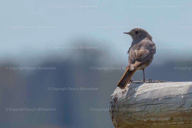 201710 | Tierfotografie, Tierkalender, Tierbilder, Insekten, Spinnen, Vögel, Schmetterling, Libellen, Leinwand, Colorkey, Qualität, Geschenkartikel, Geschenk - Realisiert mit Pictrs.com