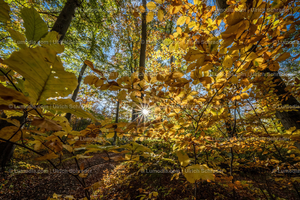 10049-12605 - Schloßpark Ilsenburg im Harz | Stockfoto und Bilderpool mit Bildmaterial aus Deutschland, dem Harz, Halberstadt, Quedlinburg, Wernigerode und weltweit. Qualitativ hochwertige und professionelle Fotos anschauen und kaufen. - Realisiert mit Pictrs.com