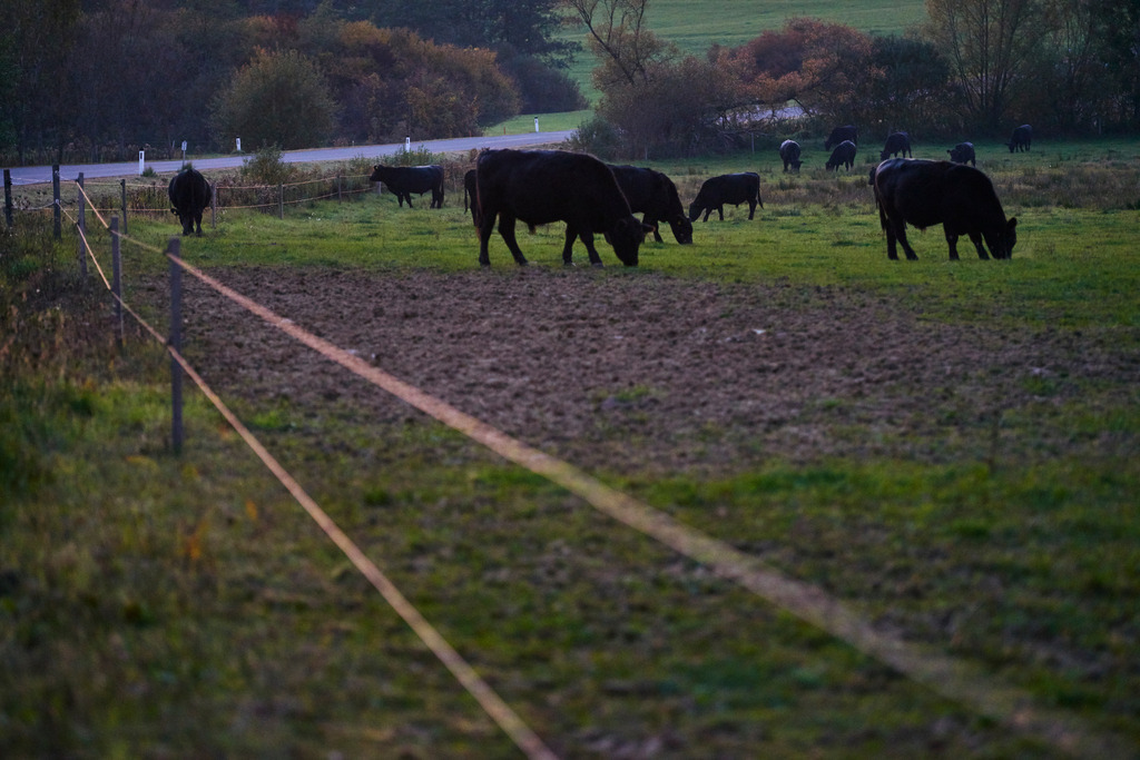 Zickentaler Moorochsen im Abendlicht | Rohr, Austria - October 14, 2017: Zickentaler Moorochse, Rinderherde im Abendlicht. - Realisiert mit Pictrs.com