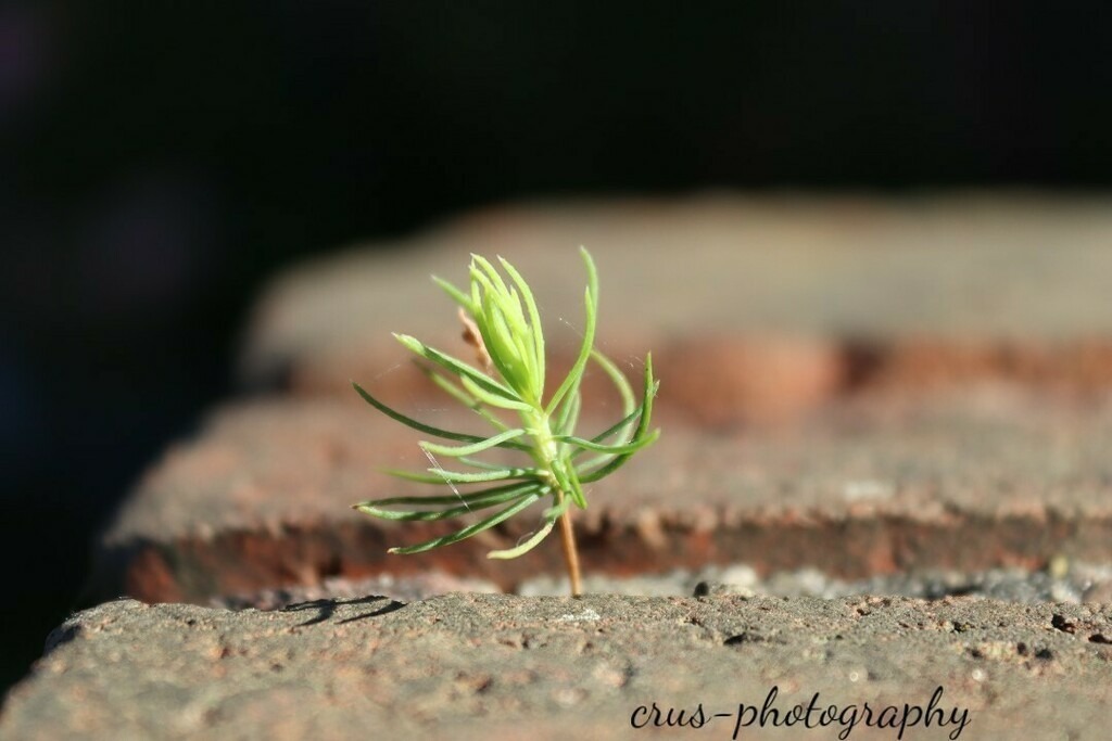 1694272441053 | crus-photography