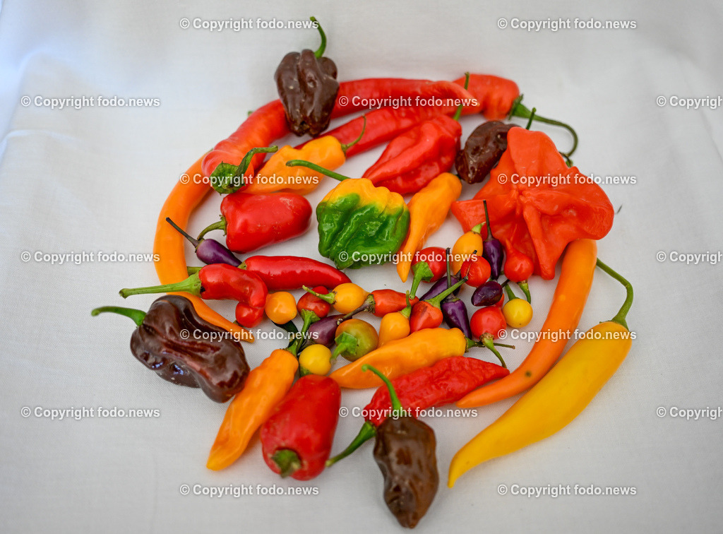 Landwirtschaft_ Gemuesebauer Spiesmayr_ 05.09.2023-33 | 05.09.2023, Wilhering, AUT, Landwirtschaft, Gemuesebauer Spiesmayr in Appersberg, im Bild Chilli