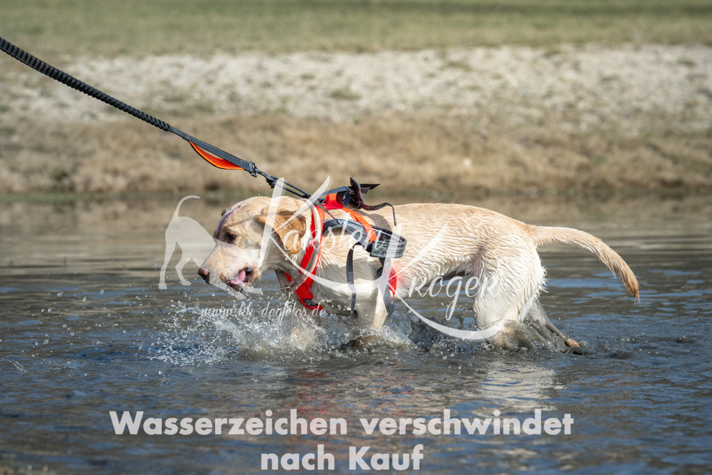 1253_ZZ92439 | kk-dogfotos