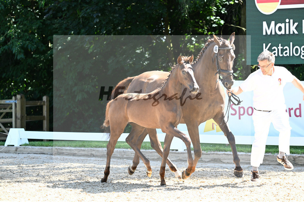 Kat-Nr. 66 SF DSP Feliciano x Damon Cello_Katzke_27230878 | hf-fotografie - Realisiert mit Pictrs.com