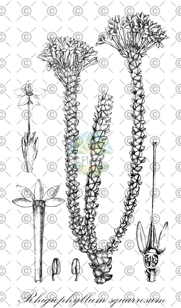 HistAbb_wfo-0000401600_1_ENZY_Simple | Historische Abbildung von Rhigiophyllum squarrosum - Campanulaceae | Historical Illustration of Rhigiophyllum squarrosum - Campanulaceae