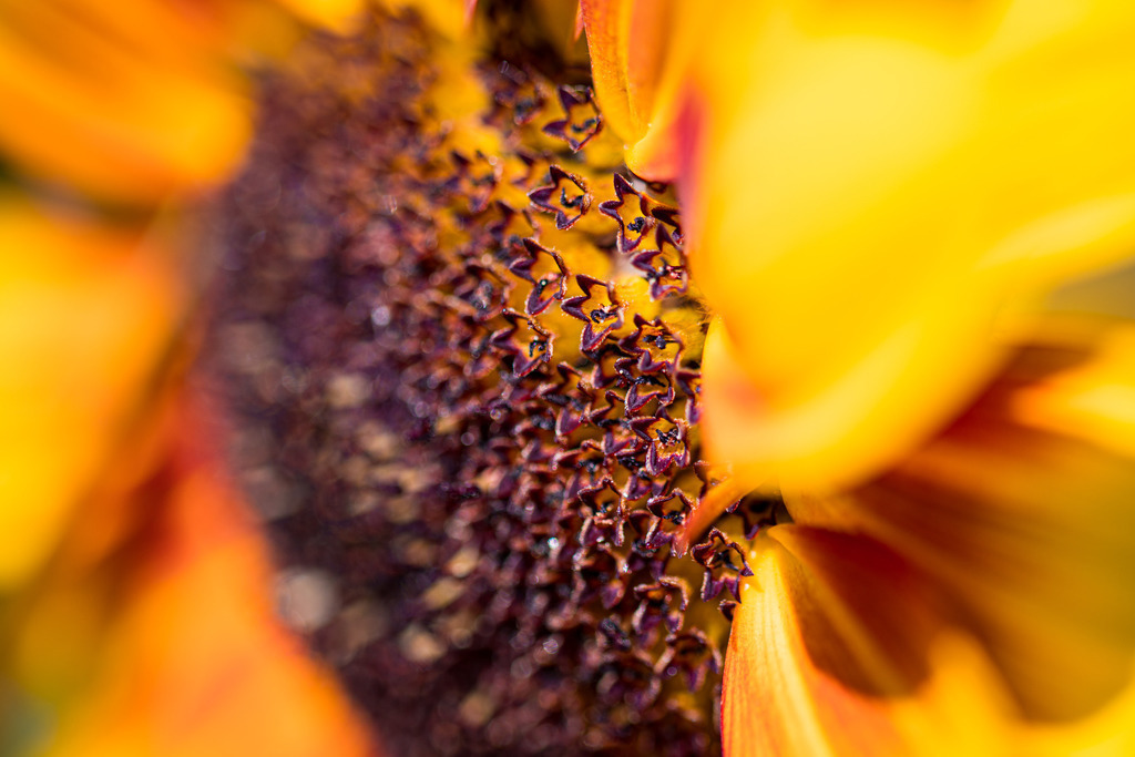 IMG_3629 | ehrlichefotos - Realisiert mit Pictrs.com