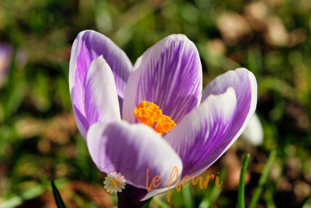 DSC_0062-NEF_DxO_DeepPRIME (1) | Dies ist der Shop von Florian Blum - le fleuri. Langenthal, Bern, SchweizSie können hier meine oder ihre eigenen Fotos als Fotoprodukte kaufen. Tassen, Schlüsselanhänger, Taschen etc. können Sie hier gestalten.  - Realisiert mit Pictrs.com