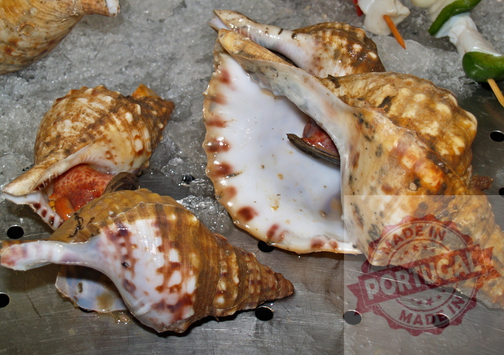 Fresh conch and seashells displaying on ice at market | Fresh seafood, including conch shells, displaying on crushed ice at a market stall - Realisiert mit Pictrs.com
