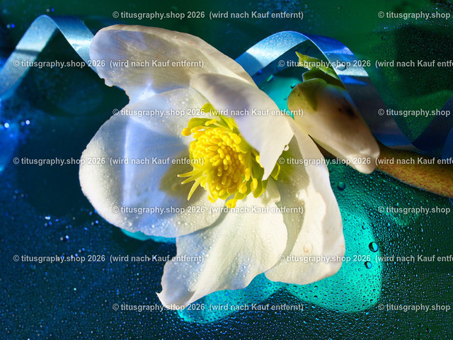 titusgraphy_P2244199-vz-ln | OLYMPUS DIGITAL CAMERA - Realisiert mit Pictrs.com