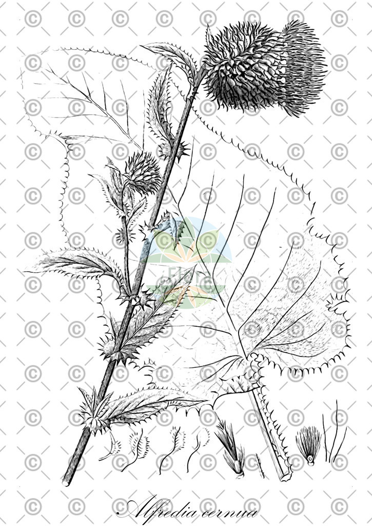 HistAbb_wfo-0000038812_1_ENZY_Simple | Historische Abbildung von Alfredia cernua - Asteraceae | Historical Illustration of Alfredia cernua - Asteraceae